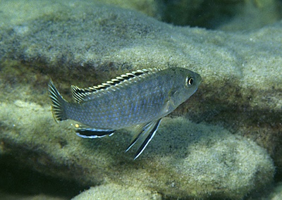 Labidochromis sp. 'mara' Mara Point
